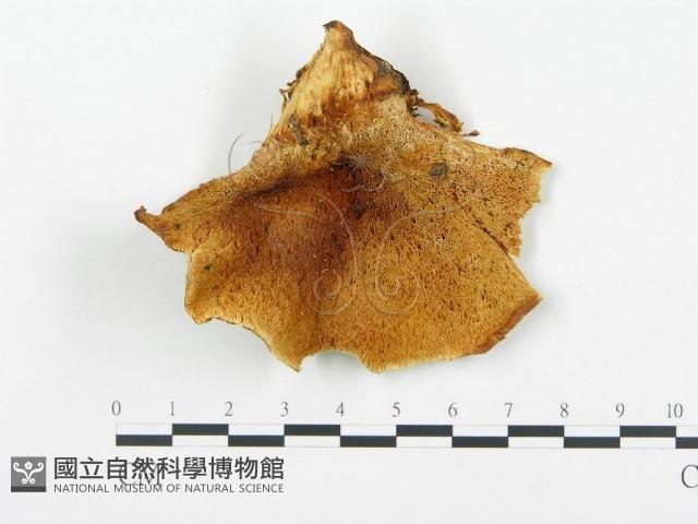 登錄號:F0008201藏品圖，第1張