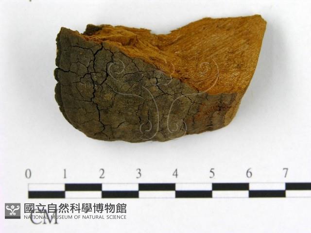 登錄號:F0006201藏品圖，第1張