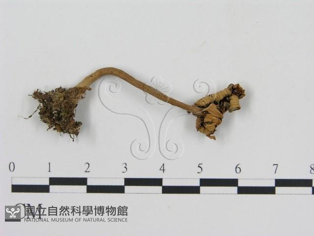 登錄號:F0016201藏品圖，第1張