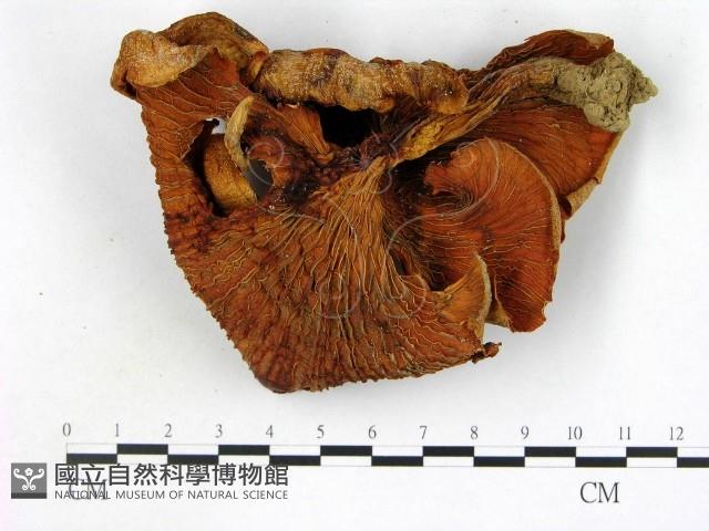 登錄號:F0011201藏品圖，第1張
