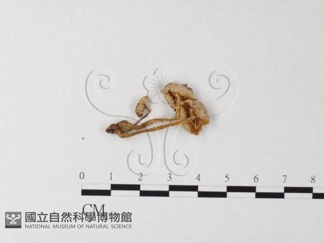 小菇屬藏品圖，第1張