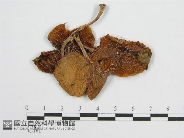 登錄號:F0002201藏品圖，第1張