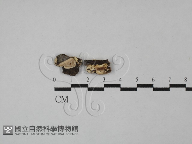登錄號:F0029201藏品圖，第1張