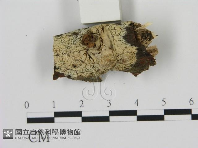登錄號:F0009201藏品圖，第1張