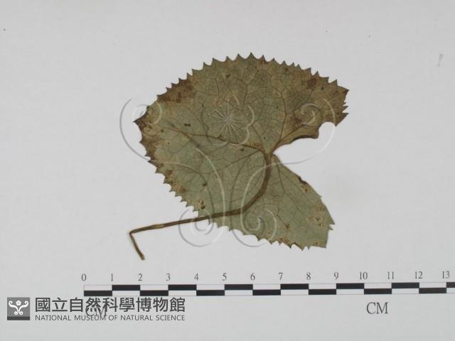 登錄號:F0019201藏品圖，第1張