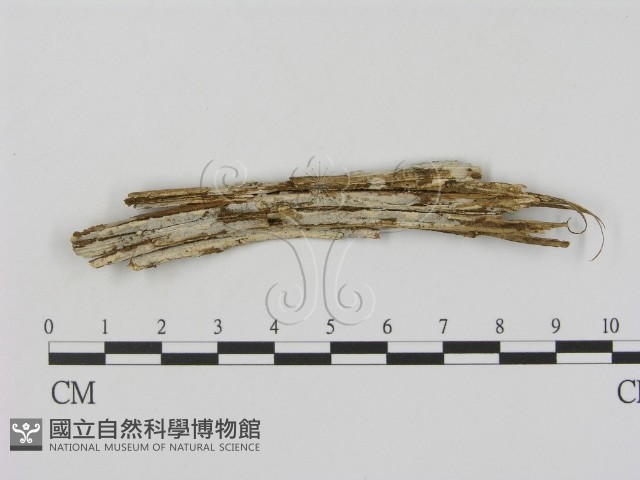 登錄號:F0003201藏品圖，第1張