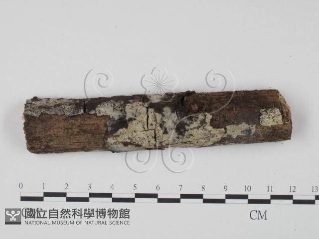 登錄號:F0008601藏品圖，第1張