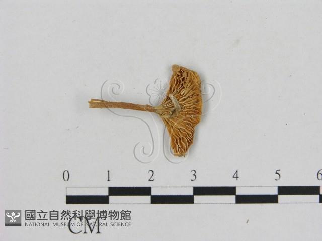 小菇屬藏品圖，第1張