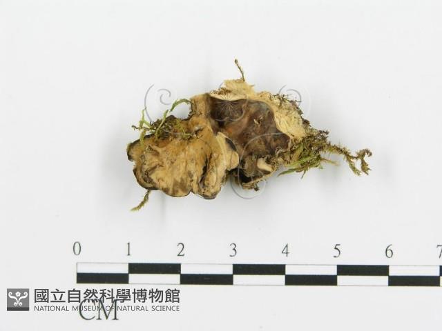 煙管菌藏品圖，第1張