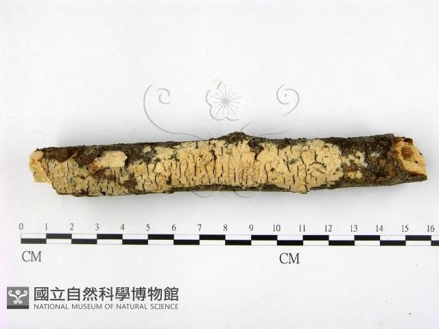登錄號:F0001401藏品圖，第1張