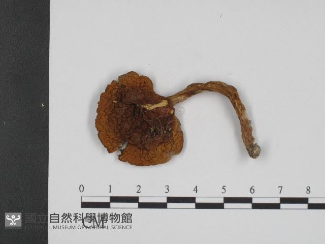 登錄號:F0004401藏品圖，第1張