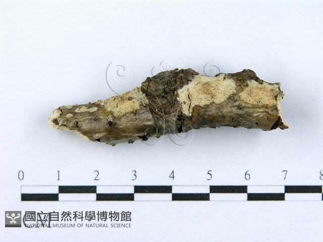 射脈菌屬藏品圖，第1張