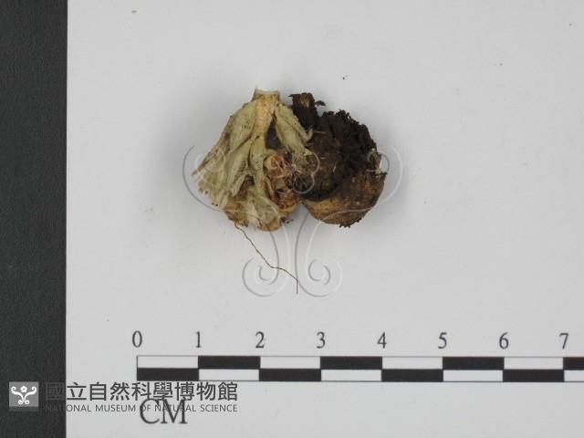 登錄號:F0009401藏品圖，第1張
