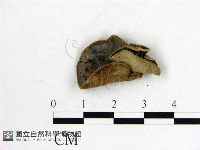 毛木耳藏品圖，第1張