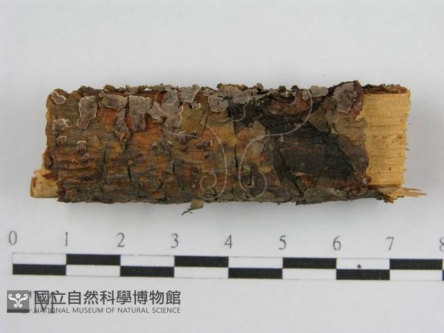 登錄號:F0004501藏品圖，第1張