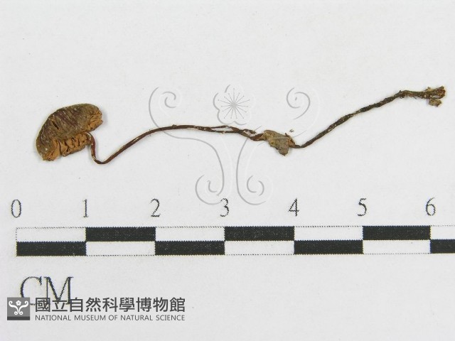 粉褶菌屬藏品圖，第1張