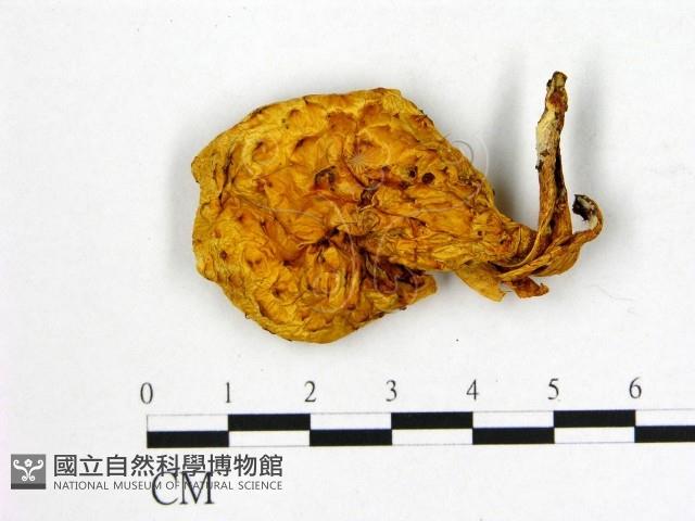 登錄號:F0009501藏品圖，第1張