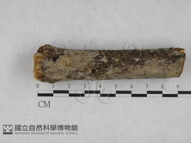 登錄號:F0028101藏品圖，第1張