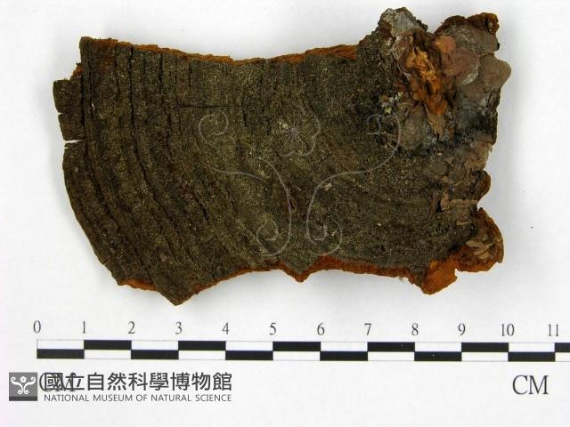 登錄號:F0008101藏品圖，第1張