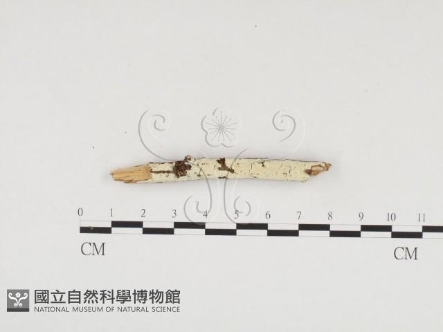 冇骨消絲齒菌藏品圖，第1張