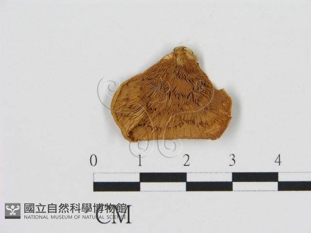 登錄號:F0010101藏品圖，第1張