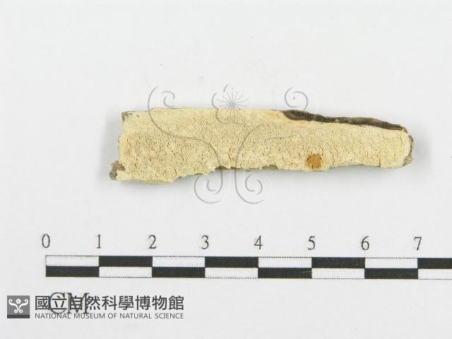 登錄號:F0006101藏品圖，第1張