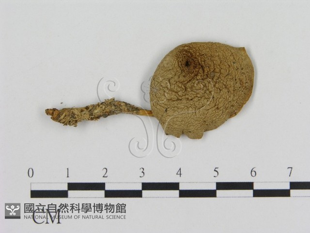 登錄號:F0016101藏品圖，第1張