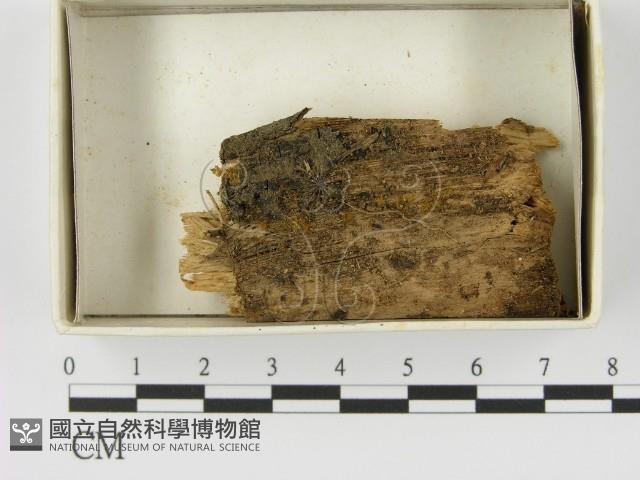 相鄰小孔菌藏品圖，第1張