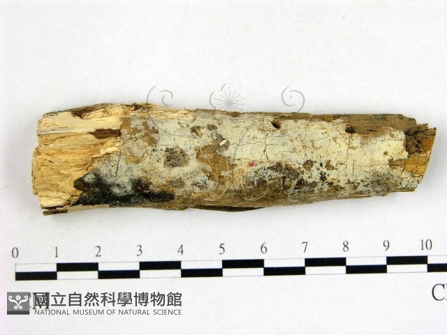 登錄號:F0004101藏品圖，第1張