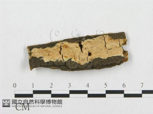 登錄號:F0007101藏品圖，第1張