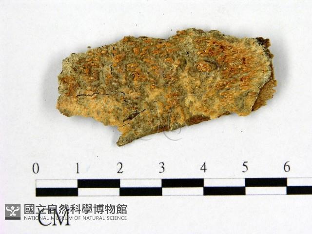顯絲菌屬藏品圖，第1張