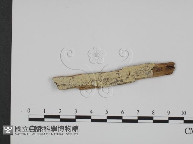 登錄號:F0009101藏品圖，第1張