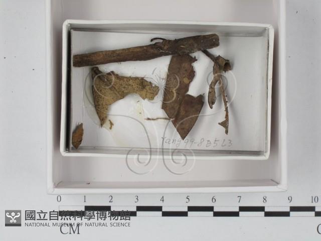 登錄號:F0019101藏品圖，第1張