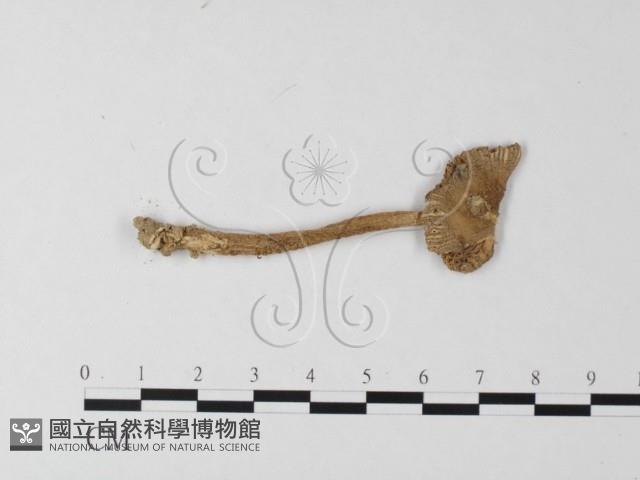 登錄號:F0013101藏品圖，第1張