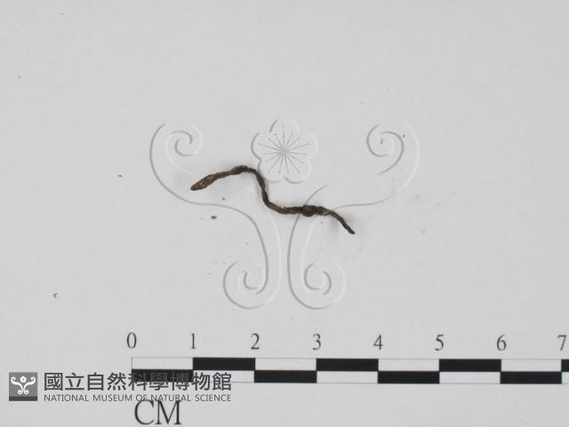 炭角菌屬藏品圖，第1張
