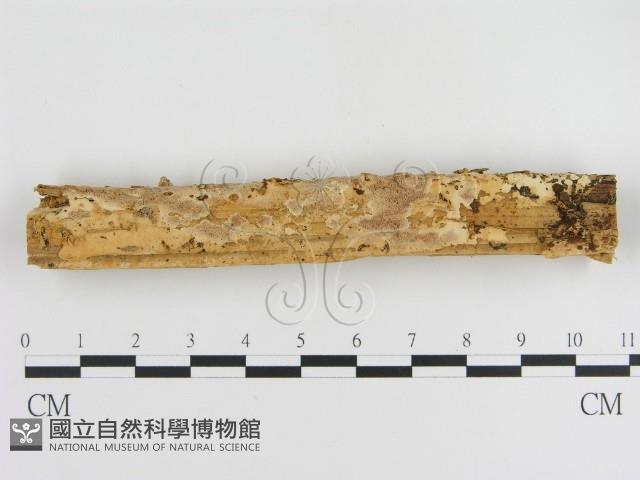 登錄號:F0006001藏品圖，第1張