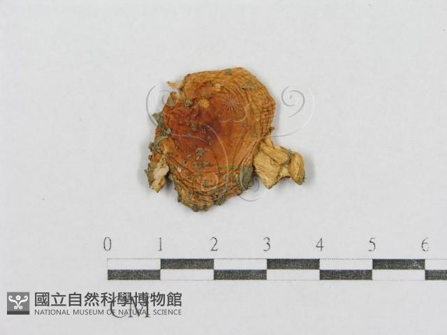紅菇屬藏品圖，第1張