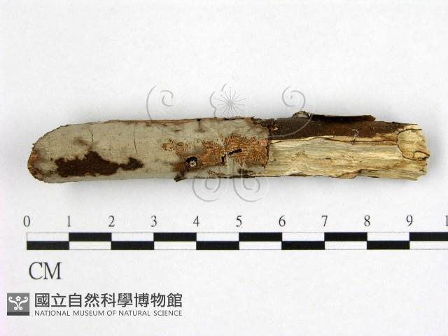 登錄號:F0021001藏品圖，第1張