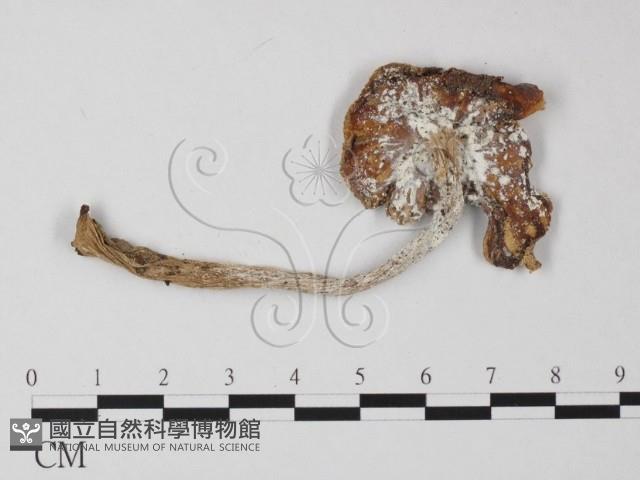 鵝膏屬藏品圖，第1張
