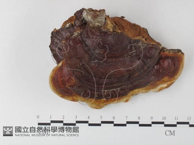 登錄號:F0024001藏品圖，第1張