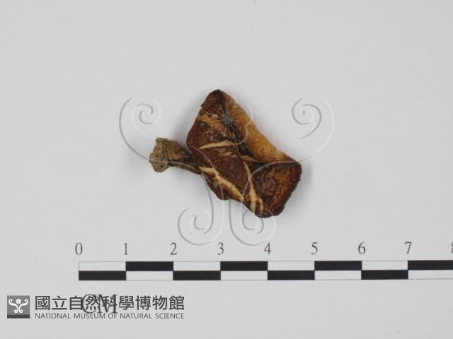 多孔菌屬藏品圖，第1張