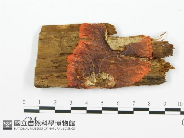 登錄號:F0014001藏品圖，第1張