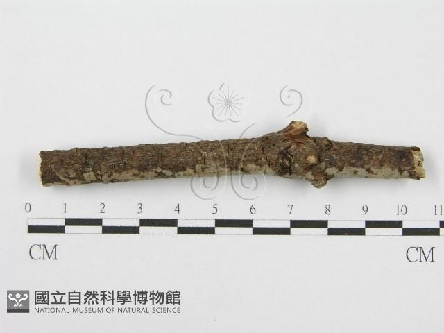 筍殼菌屬藏品圖，第1張