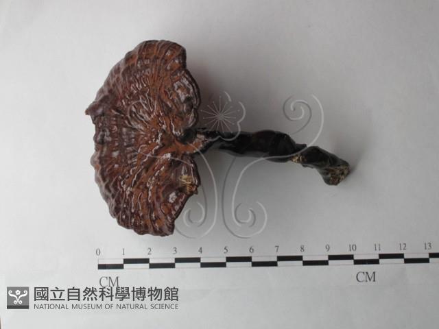 登錄號:F0027001藏品圖，第1張