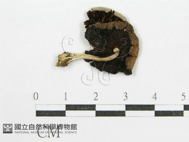 鬼傘屬藏品圖，第1張