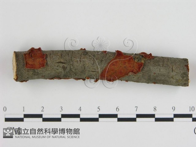 登錄號:F0005001藏品圖，第1張