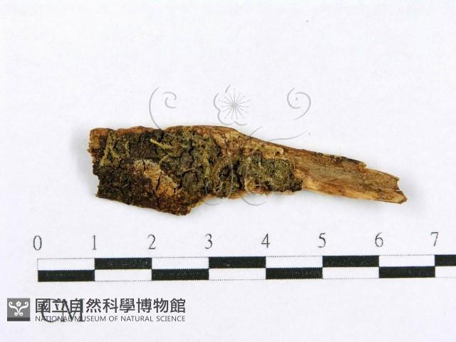 射脈菌屬藏品圖，第1張