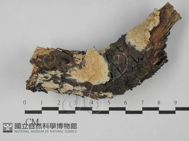 登錄號:F0029001藏品圖，第1張