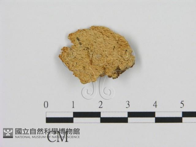 登錄號:F0009001藏品圖，第1張