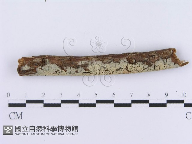 登錄號:F0003001藏品圖，第1張